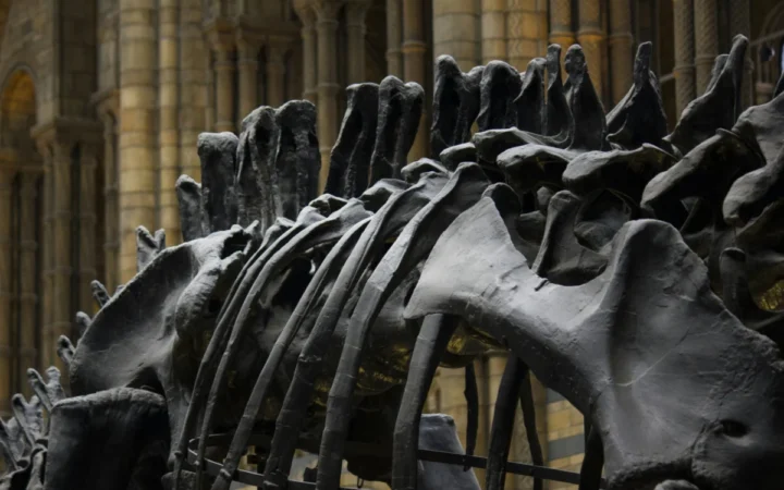 Cel mai mic dinozaur descoperit în Patagonia: Alnashetri cerropoliciensis pune sub semnul întrebării teoriile evoluției!