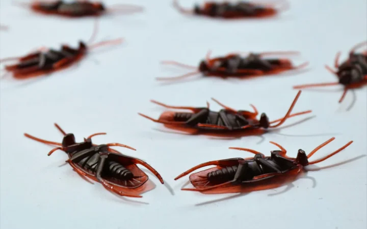 Intoxicare în masă cu insecticid la Timișoara: 21 de persoane, dintre care 11 copii, ajunse la urgențe după o dezinsecție într-un bloc