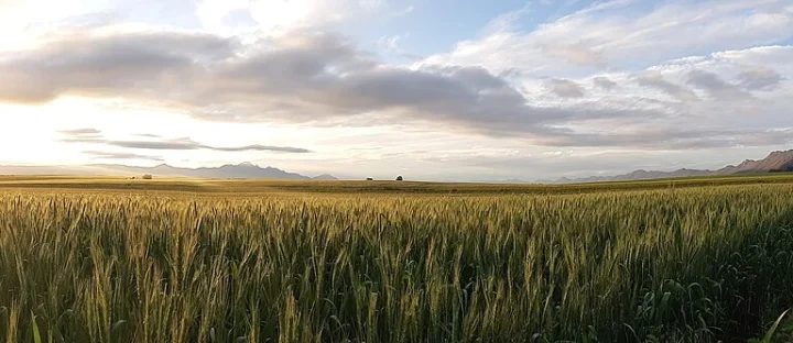 Ce culturi domină agricultura românească? Tendințe actuale și preferințele fermierilor