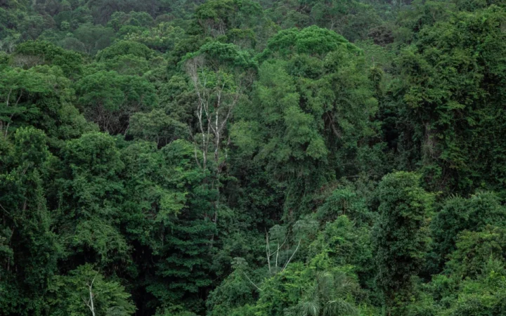 Două „specii-fantomă” reapărute după 7.000 de ani! Descoperire istorică în jungla din Noua Guinee