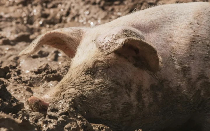 Explozie de cazuri de neglijare a animalelor în Suedia: Risc uriaș pentru viețile necuvântătoarelor