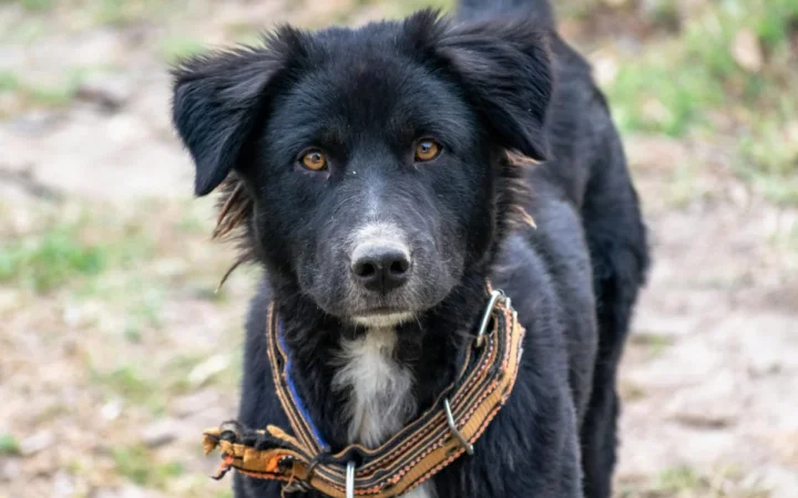 Descoperire Surprinzătoare: Câinii au fost domesticiți de două ori!