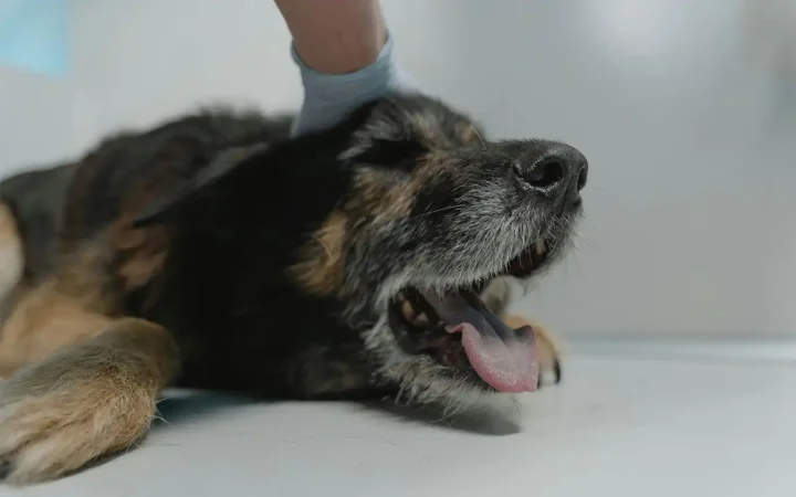 Animalele de companie, tot mai expuse la probleme de sănătate. Ce recomandă specialiștii