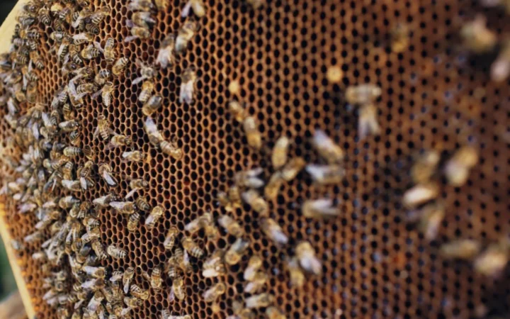 Suedezii, tot mai alarmați de impactul pesticidelor asupra albinelor: 69% cer acțiuni urgente din partea supermarketurilor