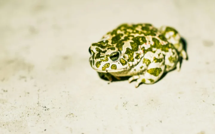 Record în Suedia: 574 de broaște grönfläckigă reintroduse pe insula Öland într-o acțiune fără precedent