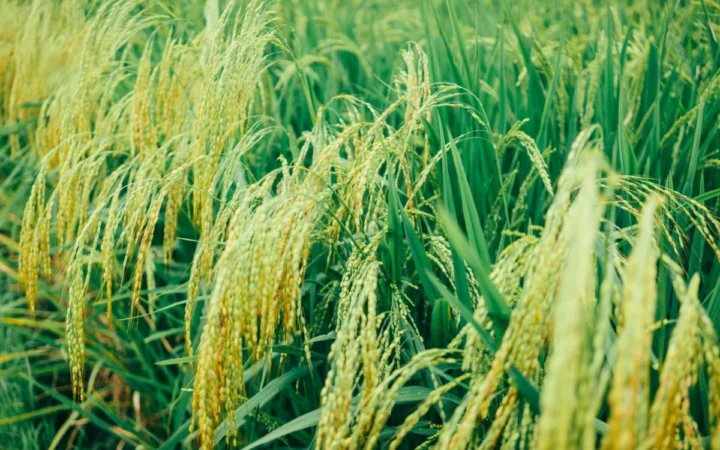 Cum sunetul ploii accelerează germinarea semințelor – Descoperirea surprinzătoare de la MIT