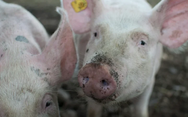 Aromele care fac minuni: cum lavanda și anasonul îi fac pe porci să se joace mai mult