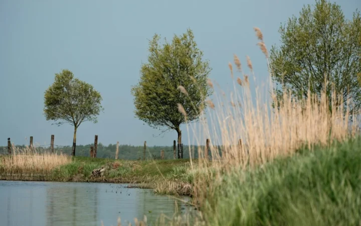 Aproape jumătate dintre suedezi cer mai multă natură protejată! Ce spune cel mai recent sondaj