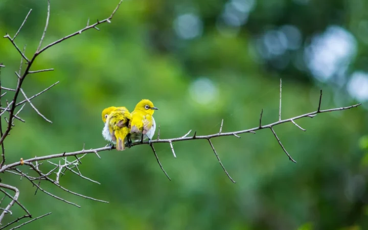 SVA Dă Undă Verde Pentru Hrănirea Păsărilor – Dar Atenție la Semnele de Boală!