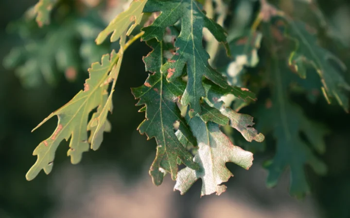 Legendarul stejar Major Oak din pădurea Sherwood, ajuns la finalul drumului după 1.100 de ani
