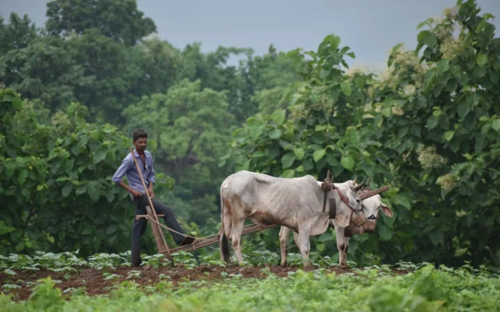 Agricultura Suediei în impas: Doar 24% dintre fermieri au un succesor pregătit pentru preluarea fermei