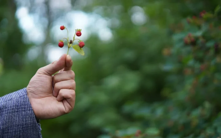 Număr record de 950 de permise acordate culegătorilor străini de fructe de pădure în Suedia – de peste 10 ori mai multe decât anul trecut