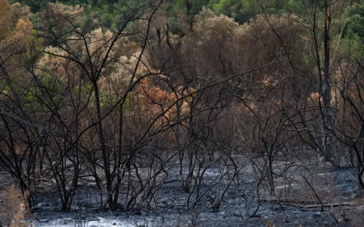 90% dintre incendiile de pădure din Franța au cauze umane, dezvăluie autoritățile