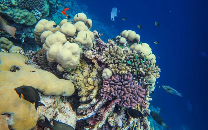 Descoperiri uimitoare după 60 de ani: Coral și faună marină, din nou analizate în largul Beninului