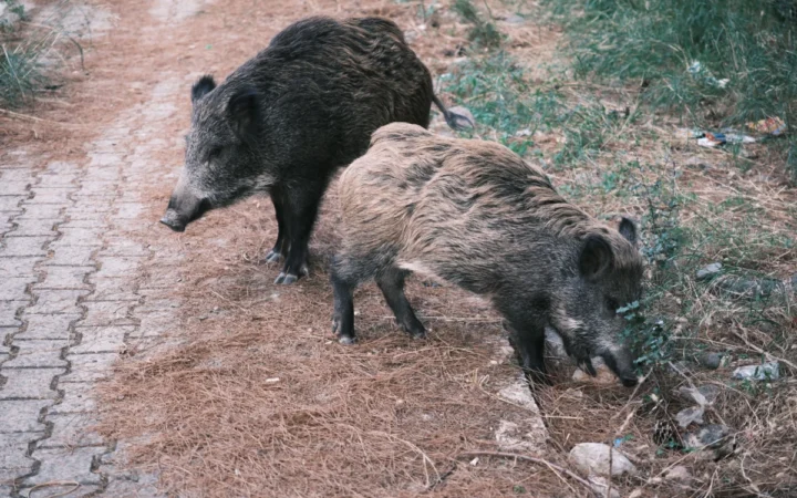 Alerta de pestă porcină africană în Finlanda: Primul caz confirmat la mistreți, autoritățile reacționează rapid