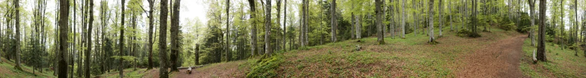Schimbările de mediu din România: provocări și soluții actuale